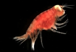 Amphipoda