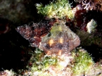 Mollusca (molluscs)