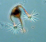 Species
