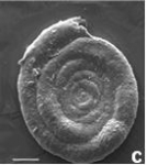 Ammodiscus sp. Ammodiscus sp.