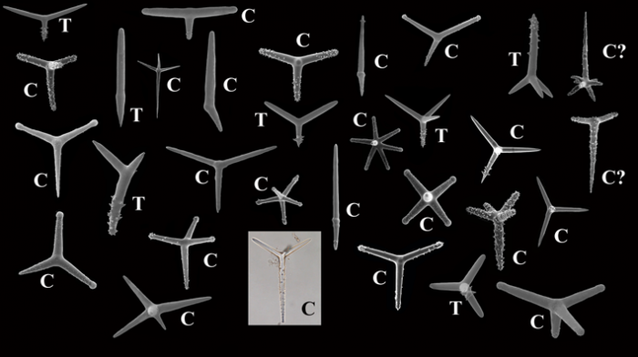 Polyactines of Cyamon and Trikentrion