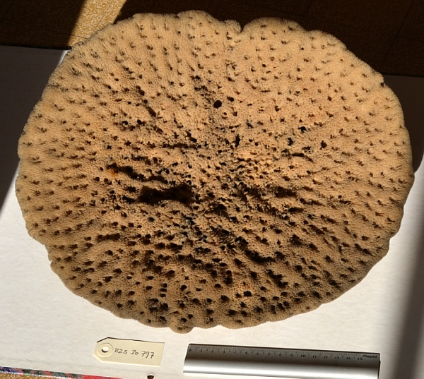 Spongia officinalis specimen from Strasbourg Museum, upper face