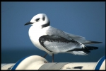 Kittiwake - Rissa tridactyla (Linnaeus, 1758), author: VLIZ (Jan Seys) Kittiwake - Rissa tridactyla (Linnaeus, 1758), author: VLIZ (Jan Seys)