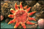 Common sun star - Crossaster papposus (Linnaeus, 1767), author: VLIZ (Jan Seys)