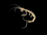 Crustacea (crustaceans)
