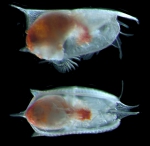 Ostracoda