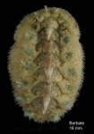 Polyplacophora