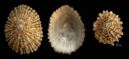 Patella ferruginea Gmelin, 1791Shells from Calahonda, Málaga, Spain (actual sizes 60 and 36.3 mm). This is a critically endangered species along the coast of mainland Spain.