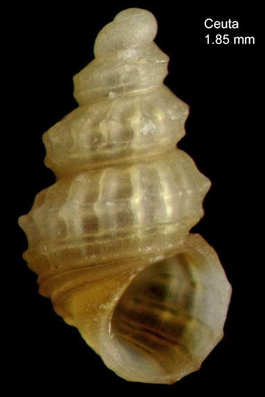 Alvania skylla Tisselli & Micali, 2023Specimen from Ceuta, Strait of Gibraltar (actual size 1.9 mm).