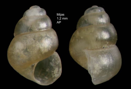 Obtusella macilenta (Monterosato, 1880)Shell from Mijas, Málaga, Spain (actual size 1.2 mm).