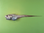 Pisces