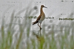 Ruff (Philomachus pugnax)