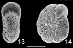 Elphidium gunteri NZ
