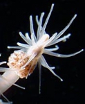 Hydrozoa