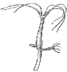 Family Hydridae - Genus Hydra