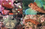 Pisces (fish)