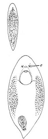 Plagiostomum vittatum