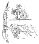 Platyhelminthes