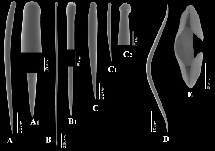 Clathria (Clathria) hjorti spicules