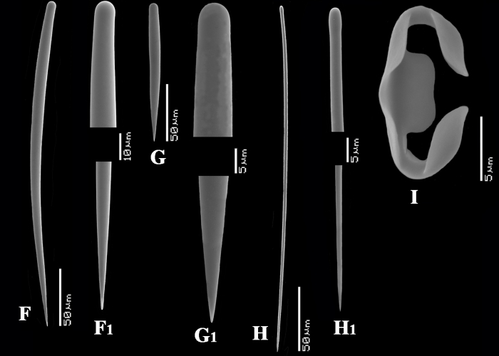 Clathria (Clathria) coralloides spicules