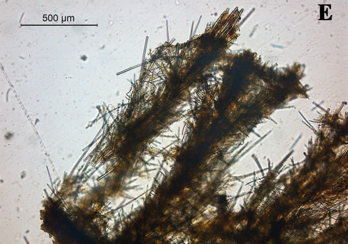 Microciona armata skeleton