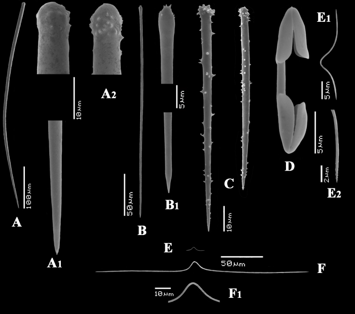 Microciona strepsitoxa spicules