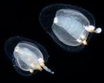 Euphysa aurata medusae; Scotland, height about 1-2 mm