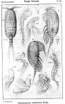 Copepoda