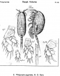 Platycopia pygmaea from Sars, G.O. 1919