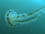 Chrysaora hysoscella (Linnaeus, 1767), author: J�r�me Mallefet
