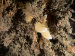 Sycon ciliatum (Fabricius, 1780), author: J�r�me Mallefet