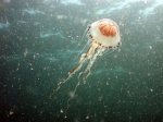 Chrysaora hysoscella (Linnaeus, 1767), author: Alain Norro Chrysaora hysoscella (Linnaeus, 1767), author: Alain Norro