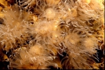 Anthozoa (sea anemones)