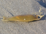 Haaienei op strand