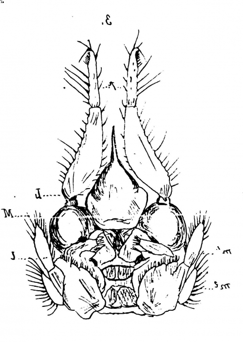 Part: Mouth Parts