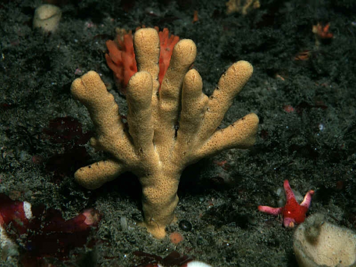 Axinella dissimilis (Bowerbank, 1866)