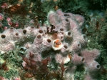 Haliclona viscosa (Topsent, 1888), author: BioMar-TCD Haliclona viscosa (Topsent, 1888), author: BioMar-TCD