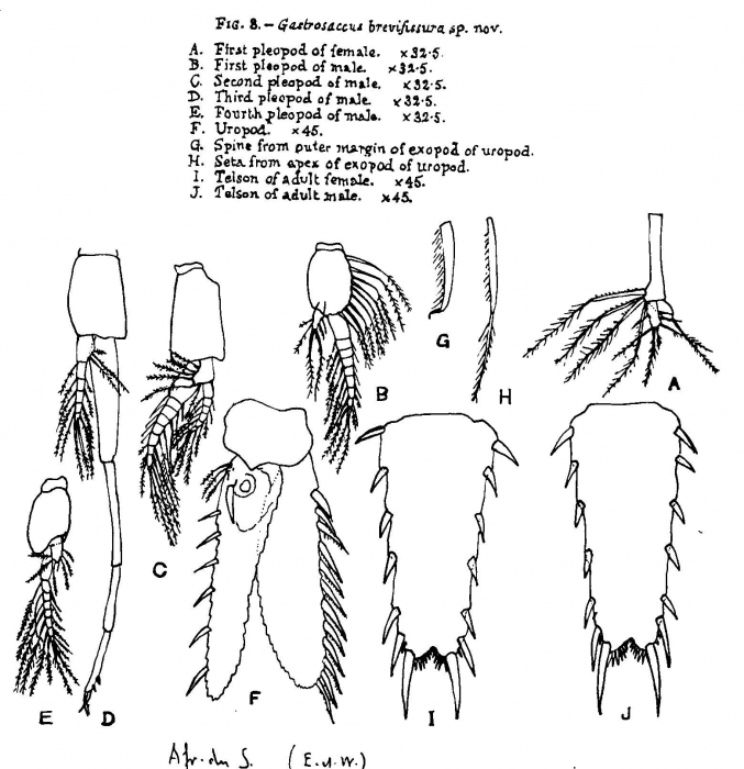 World List Of Lophogastrida Stygiomysida And Mysida Photogallery