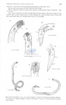 Nematode file-library of the Marine Biology Section (Ghent University, Belgium)