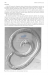 Nematode file-library of the Marine Biology Section (Ghent University, Belgium)