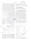 Nematode file-library of the Marine Biology Section (Ghent University, Belgium)