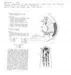 Nematode file-library of the Marine Biology Section (Ghent University, Belgium)