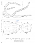 Nematode file-library of the Marine Biology Section (Ghent University, Belgium)