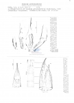 Nematode file-library of the Marine Biology Section (Ghent University, Belgium)