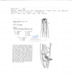 Nematode file-library of the Marine Biology Section (Ghent University, Belgium)