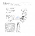 Nematode file-library of the Marine Biology Section (Ghent University, Belgium)