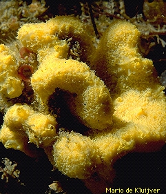 Axinella damicornis