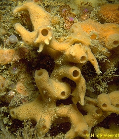 Haliclona (Reniera) cinerea