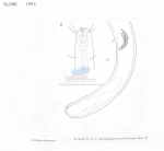 Nematode file-library of the Marine Biology Section (Ghent University, Belgium)