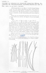 Nematode file-library of the Marine Biology Section (Ghent University, Belgium)